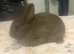 Chocolate Netherland Dwarf Doe