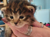 Maine coon x tabby