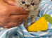 Persian Kittens