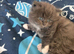 Adorable Persian babies