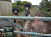 Emus