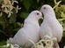 Pure white genuine white garden doves