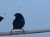 Cock forbes parrot finches for sale