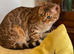 Quality TICA Registered Kittens