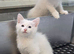 Two female kittens needing homes