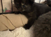 4 British Shorthair kittens