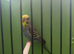Budgie