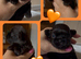 True chocolate imperial Shihtzu puppies