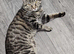 Male cat for sale