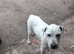 male 13 months ingles blood