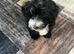 Beautiful 4-Month-Old Maltipoo Puppy - Fully Vaccinated & Microchipped ️