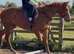 15.2 Chestnut Thoroughbred Mare