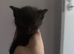 5 half ragdoll kittens