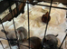 Four beautiful pups