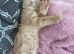 Ginger female kitten looking for her home