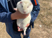 All cream guinea pig