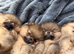 Beautiful Pomeranian Puppies