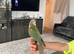 Tame conure