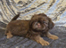 Beautiful imperial shih tzu babie girl