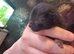 3 kittens to rehome ready 4th august