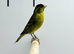 Siskin