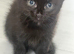 4 adorable kittens