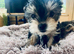 2 female yorkies ready for their forever home