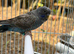 Bfbw violet combo budgie male available