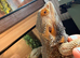 friendly bearded dragon