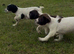 Ess puppies