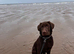 Male chocolate lab