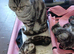 Bsh. Silver classic tabby ,stud cat for sale on the August.