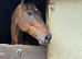15.2/3hh mare