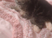 Unique tabby British shorthair