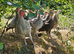 Turkey poults unsexed