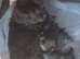 Beautiful yorkiepoo puppies