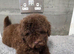 Poodle puppies