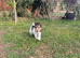 5 X Beautiful Wire Fox Terrier Puppies
