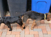 Lakeland terrier dog