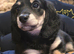 Stunning black and cream kc registered longcoat mini dachshund