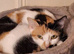 Calico female 3yrs