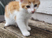 Beautiful kitten looking good a home