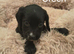 Working Cocker Spaniel Puppies Ready for Homes