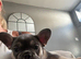 ️one white and merle girl️ and blue and tan boy french bulldog