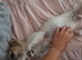 Jack russels