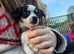 Jrt x chi bitch pup