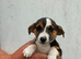 3 miniature jack Russell