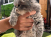 Beautiful kittens ready now