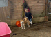 4 year old female Shiba Inu