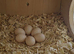 Healthy Cockatiels For Sale – Proven Breeders